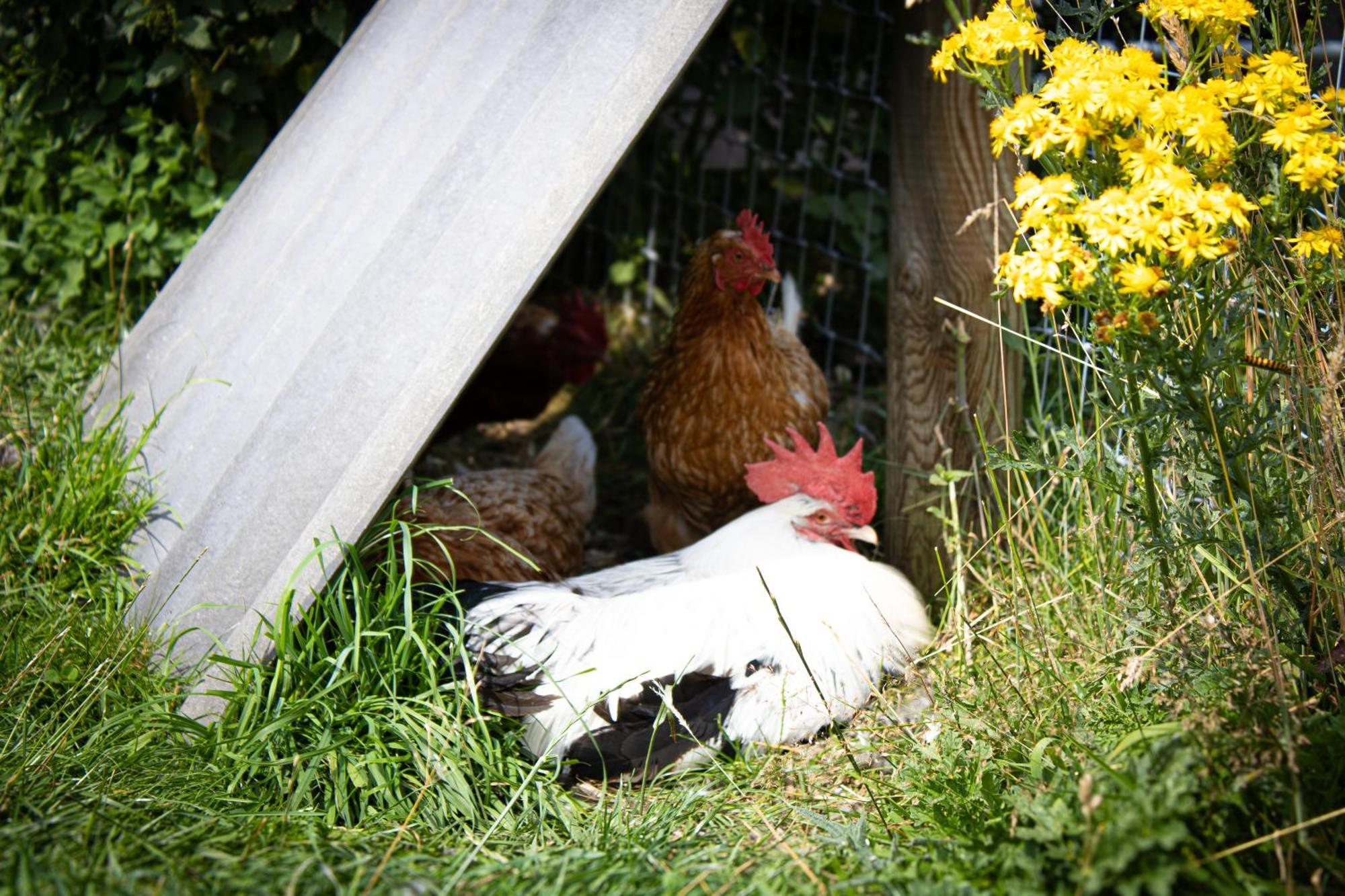 Home Farm & Lodge Bawtry Extérieur photo